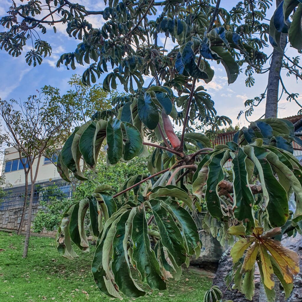 Folhas da embaúba-branca.