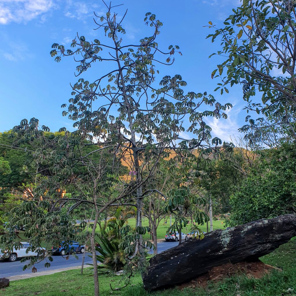 Embaúba-branca utilizada no paisagismo residencial.