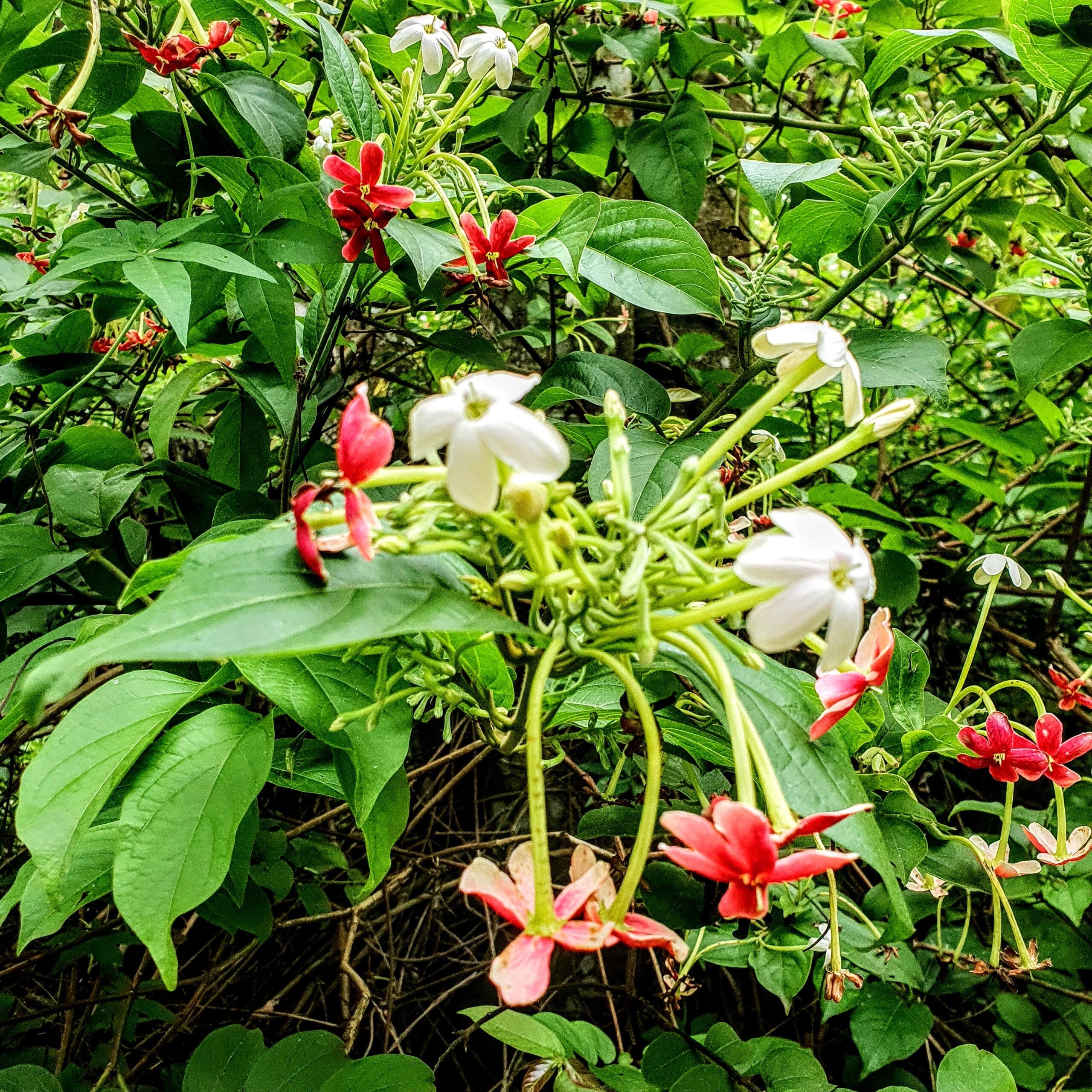 Flores tubulosas do jasmim-da-índia.