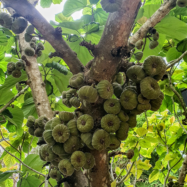 Frutos da figueira-de-jardim.