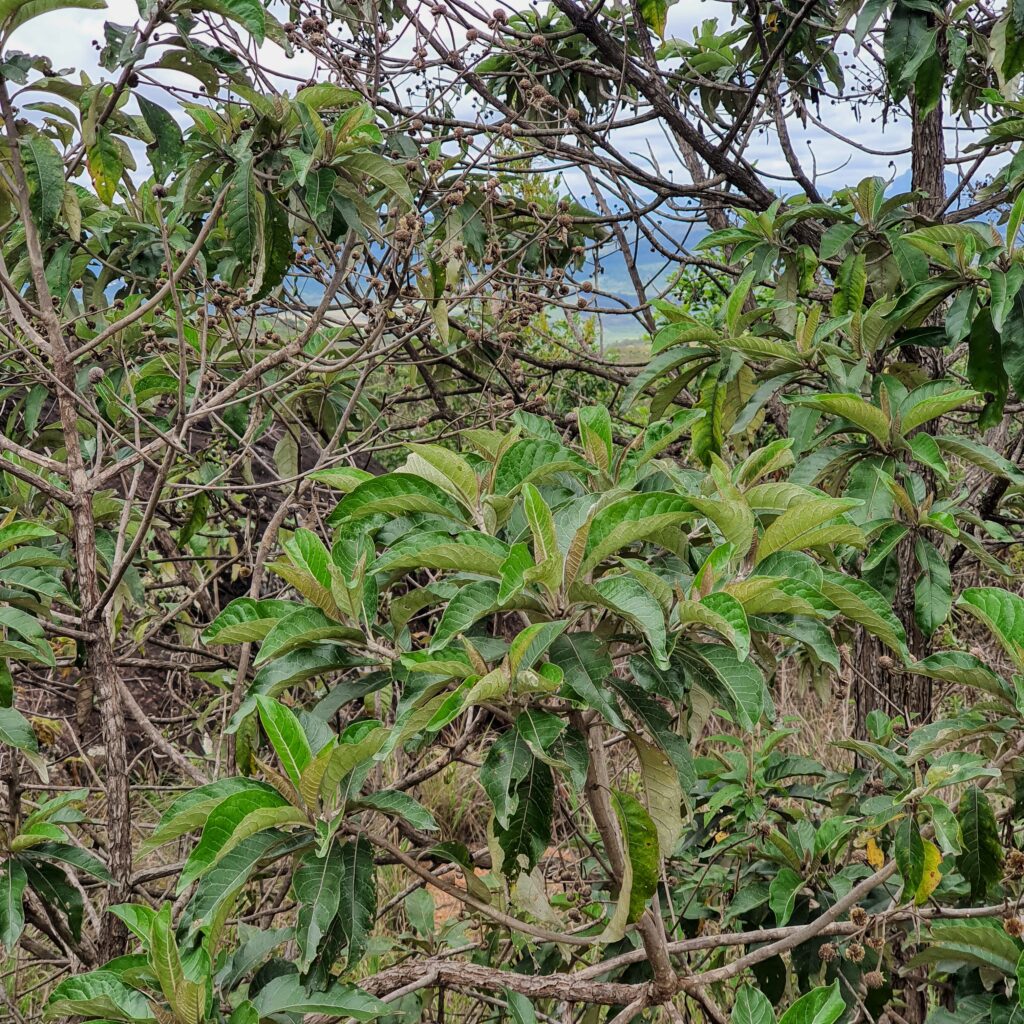 Folhas da candeia-do-campo.