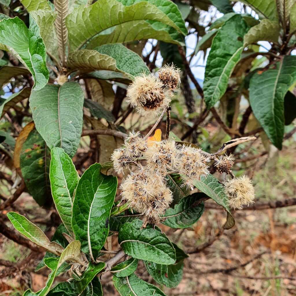 Frutos da candeia-do-campo.