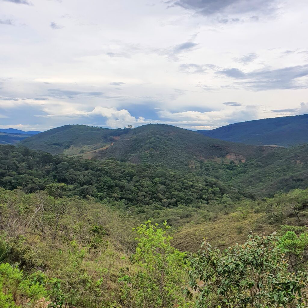 Vegetação do Parque Estadual Serra do Intendente.