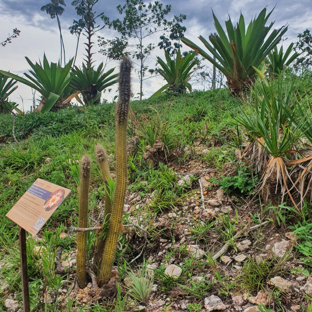 Facheiro-da-serra em paisagismo rupestre.