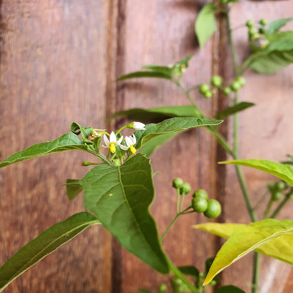 Folhas, flores e frutos da pimenta-de-galinha.