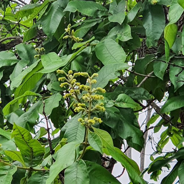 Inflorescência amarela do pau-terra-do-campo.