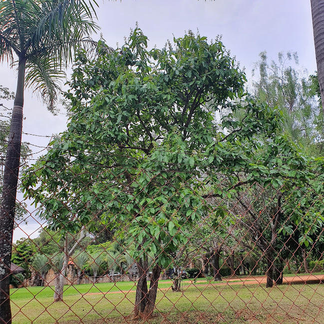 Indivíduo de pau-terra-do-campo.