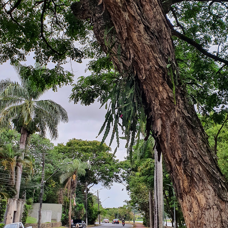 Rabo-de-arara adorna árvores.