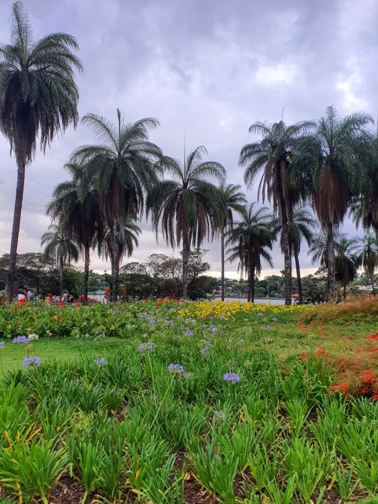 Maciço de agapantos.