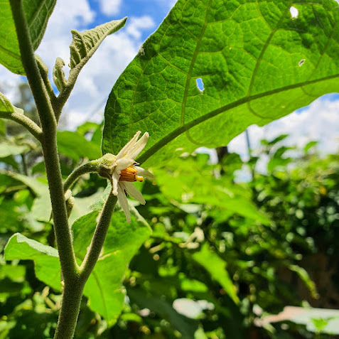 Flor do jiloeiro.