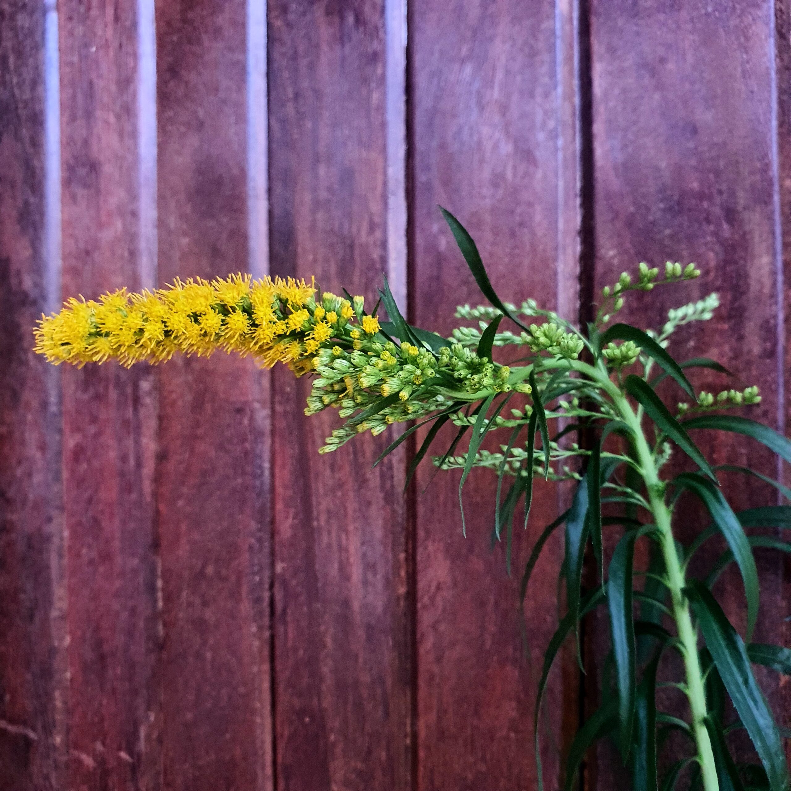 Inflorescência amarela da arnica.