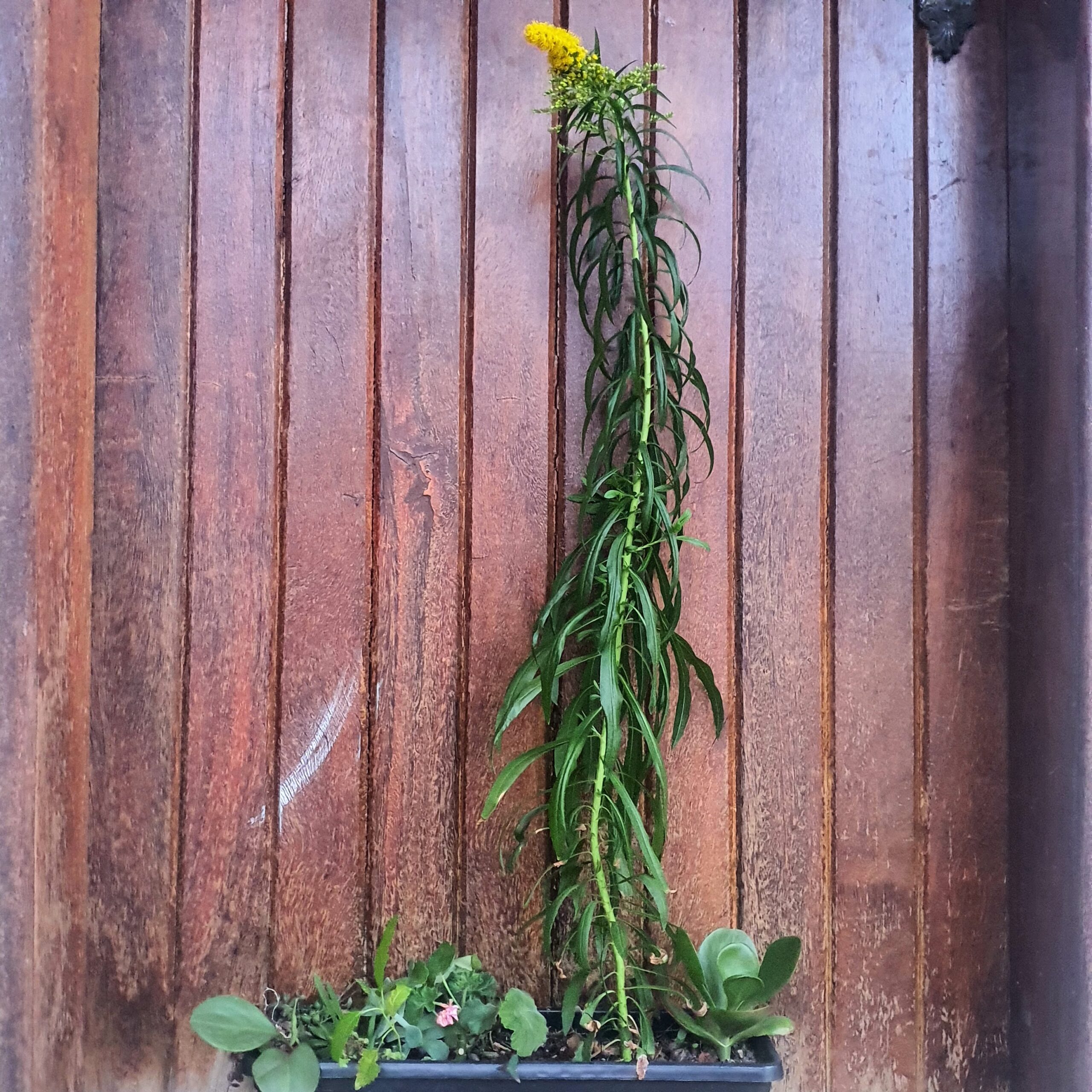 Arnica cultivada em jardineira.