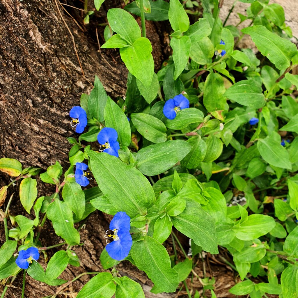 Folhas e flores da santa-luzia.