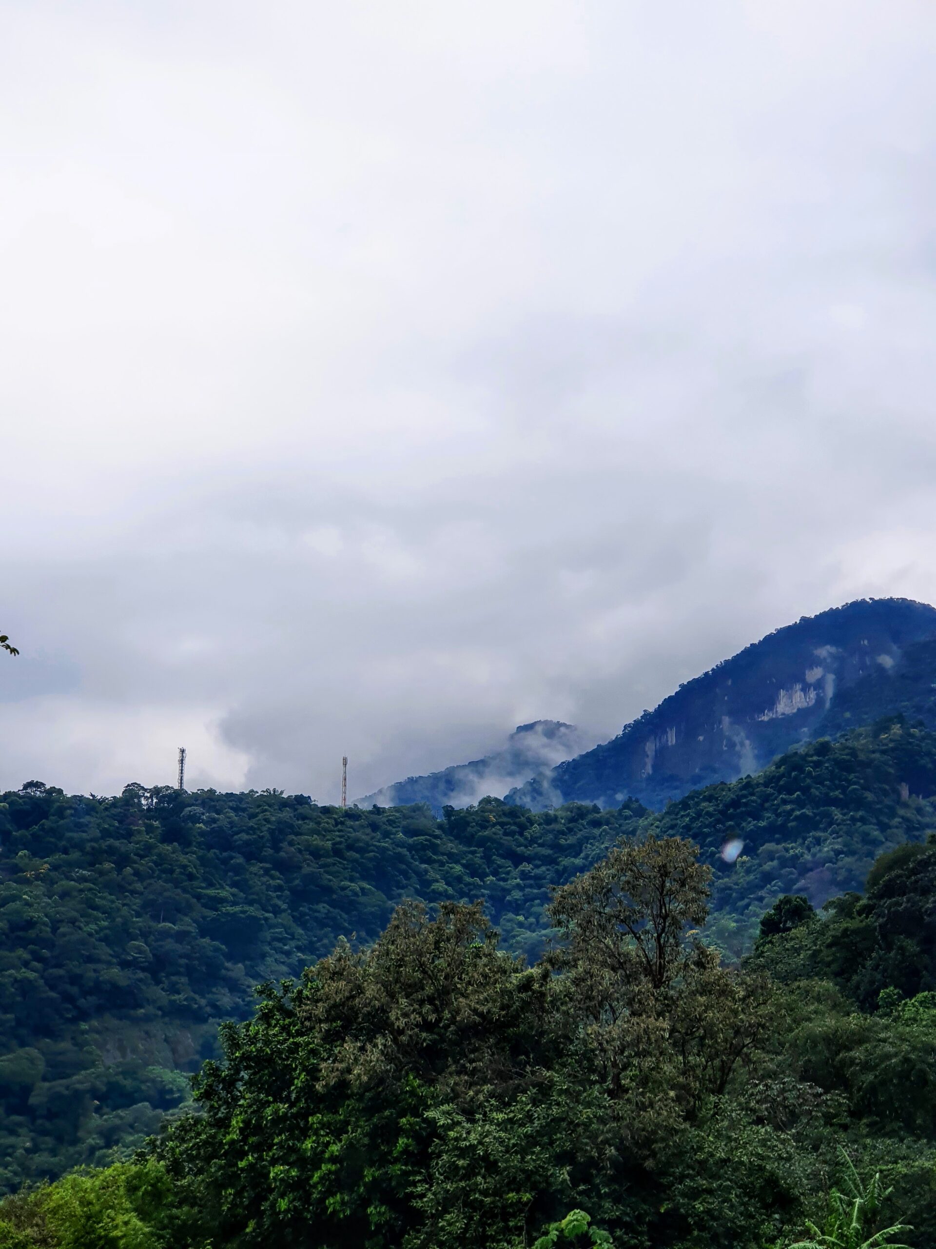 Vegetação da Mata Atlântica ombrófila densa