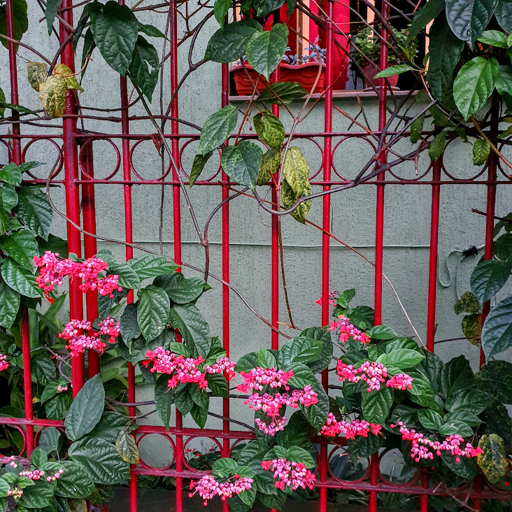 Flores do coração-sangrento.