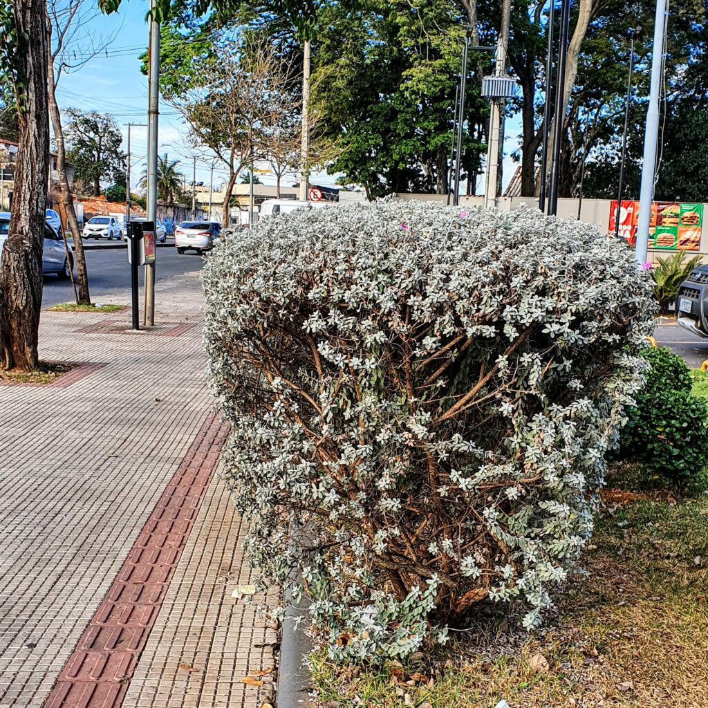 Chuva-de-prata mantida podada.