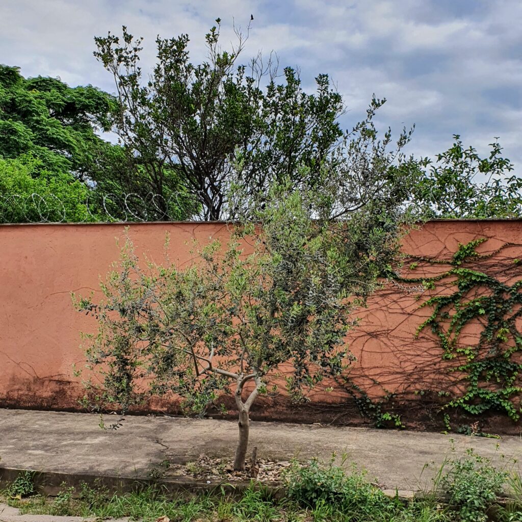 Oliveira na arborização urbana.