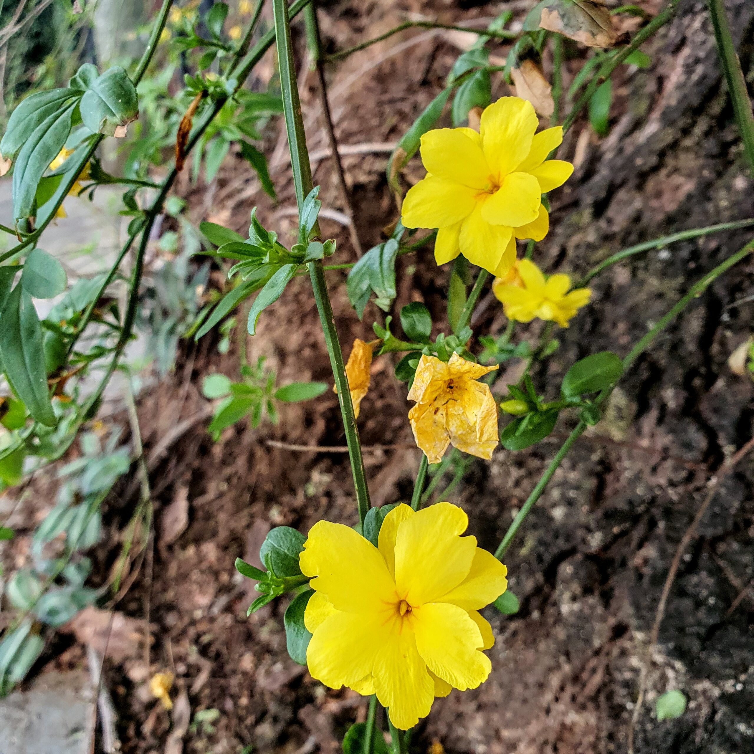 Jasminum mesnyi - jasmim amarelo | Biologia da Paisagem