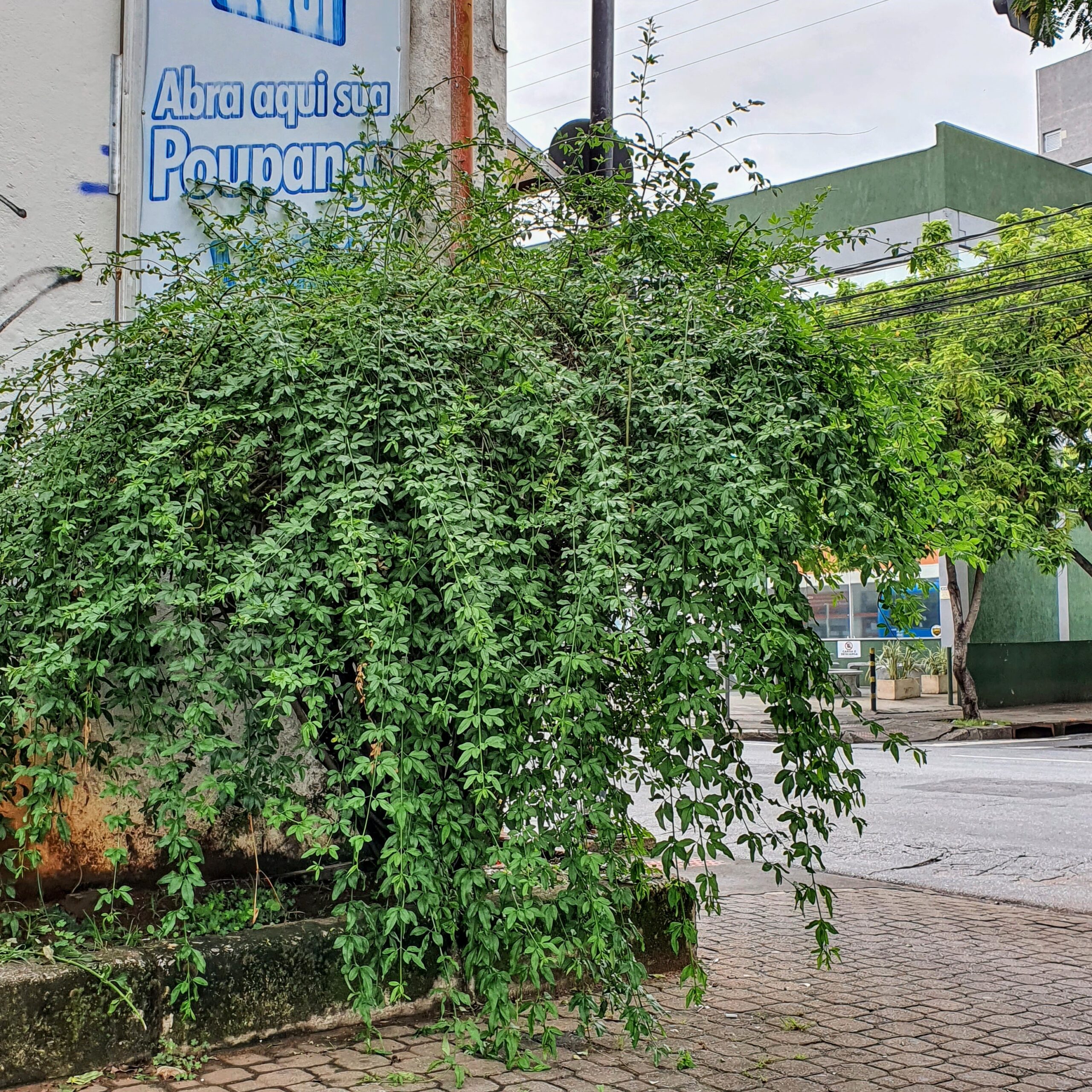 Jasminum mesnyi - jasmim amarelo | Biologia da Paisagem