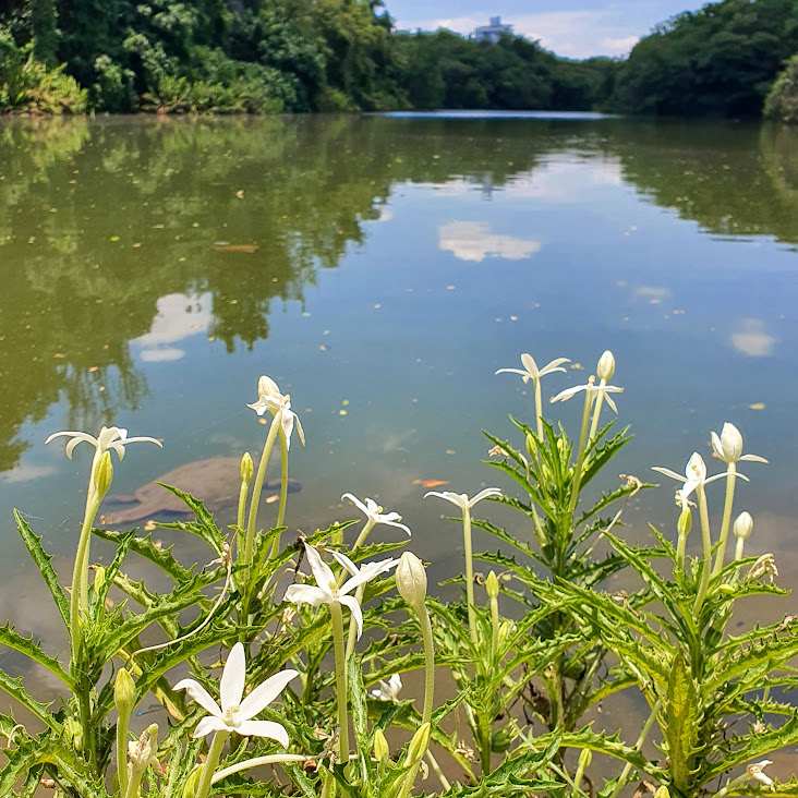 Flores e folhas do arrebenta-boi.