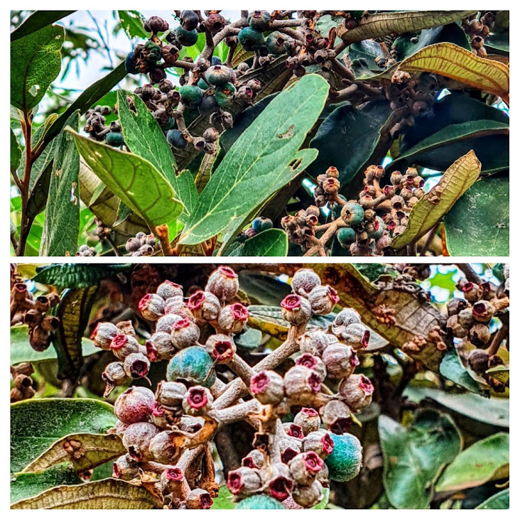 Frutos da micônia.