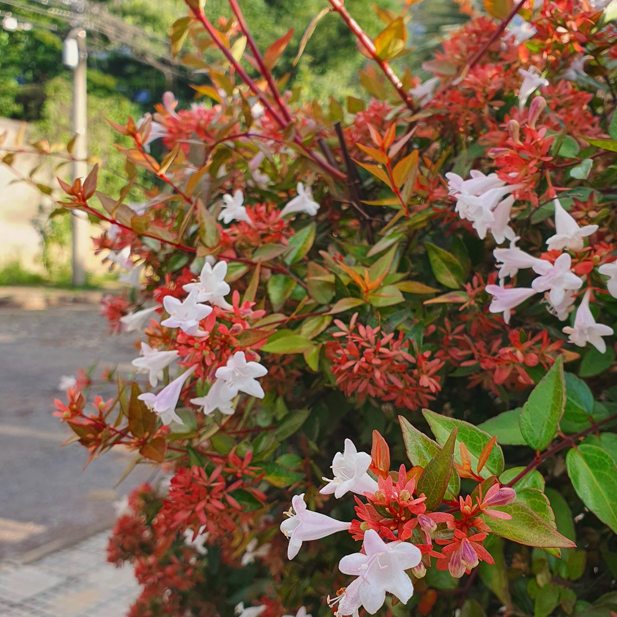 Flores da abélia-da-china.