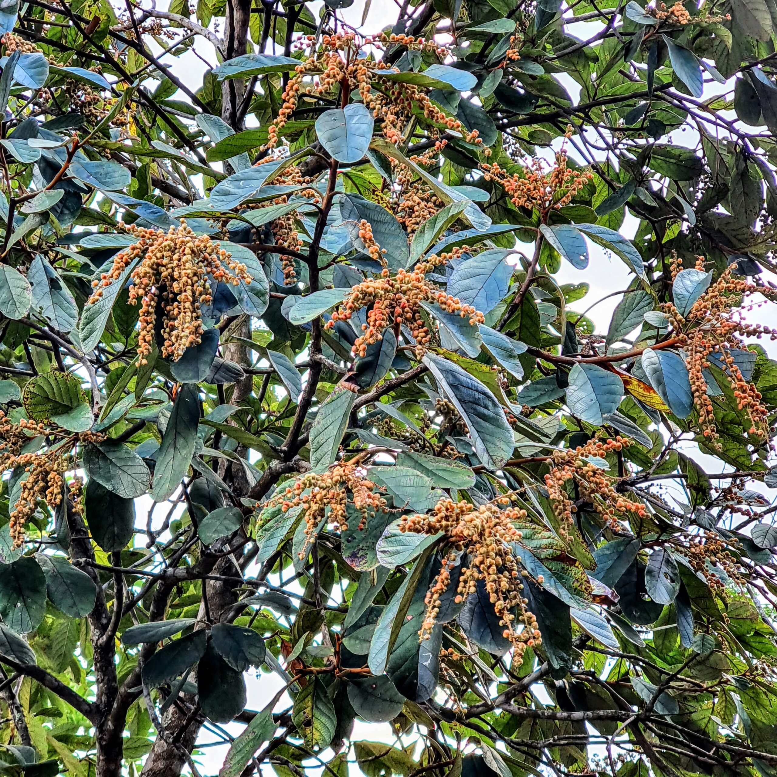 Folhas, flores e frutos do pau-de-cinzas.