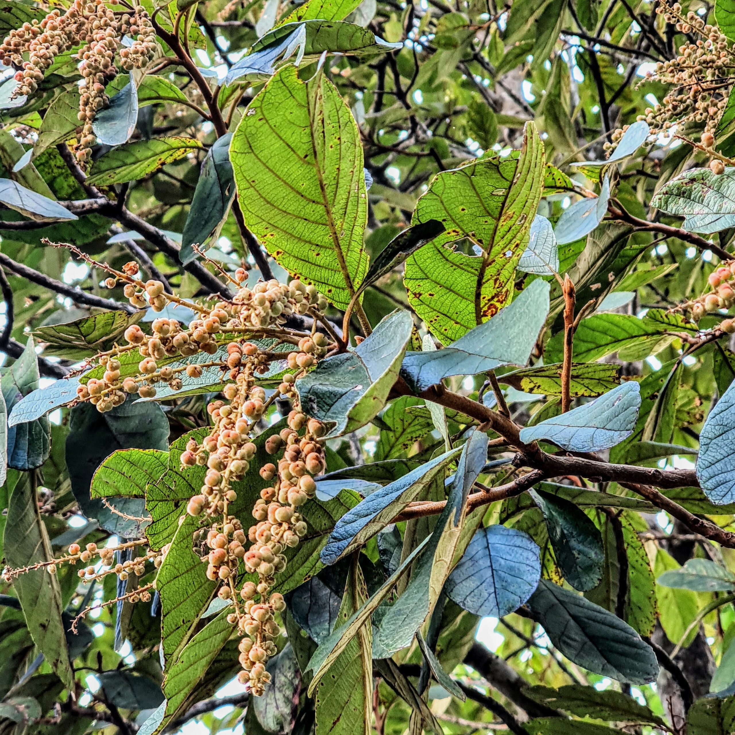 Frutos do pau-de-cinzas.