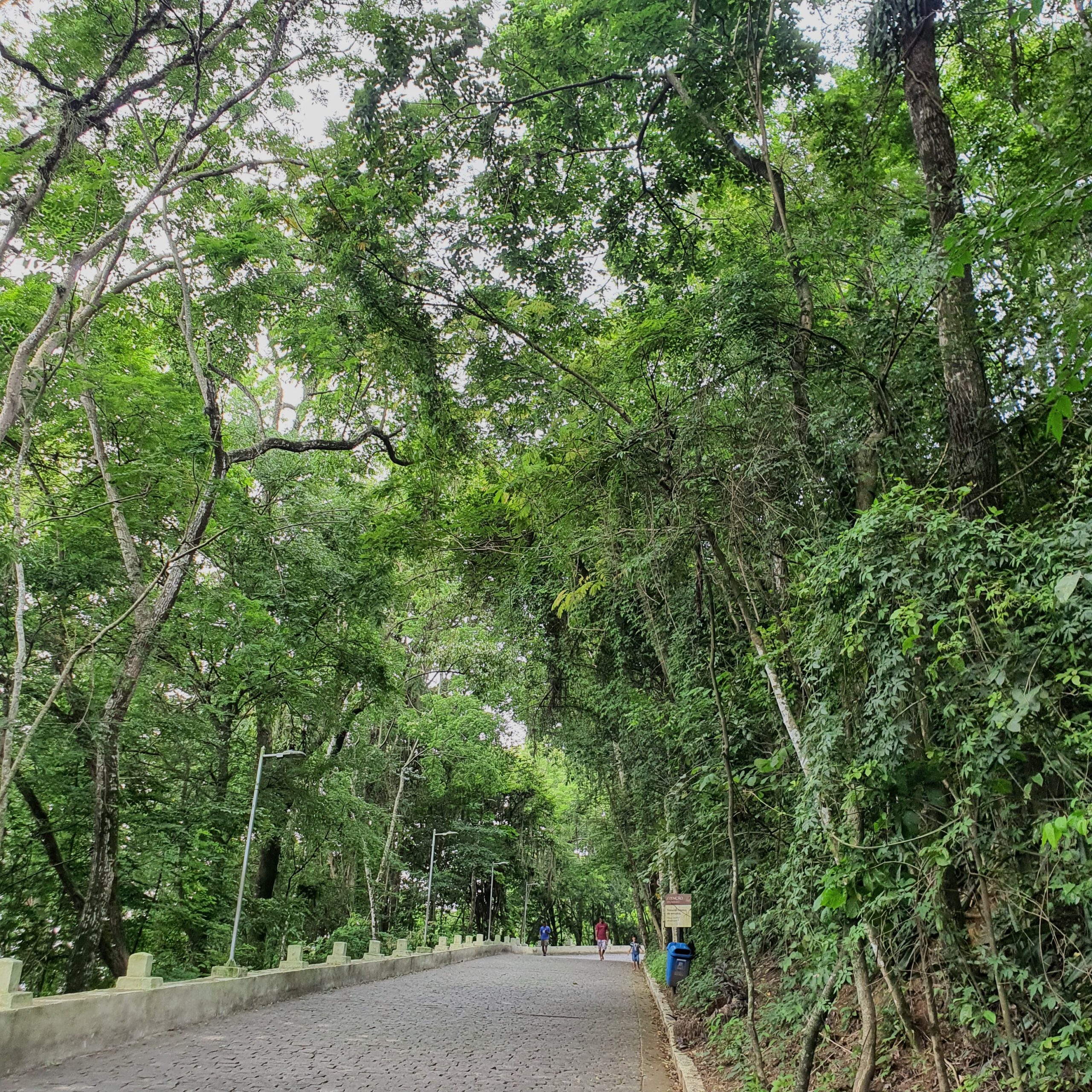 Fragmento florestal de Mata Atlântica Ombrófila Densa.