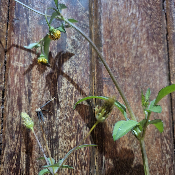 Folhas, inflorescências e frutos do picão-preto.