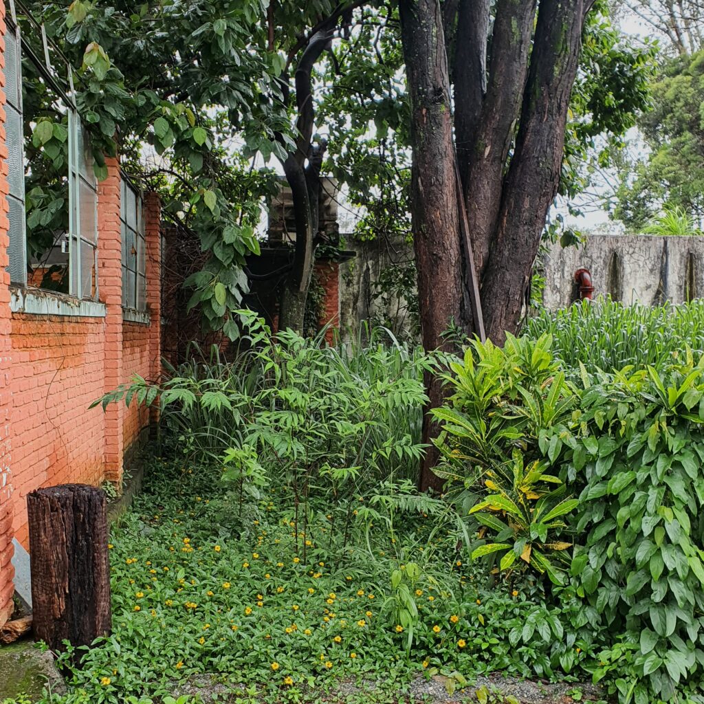 Maciço de malmequer.