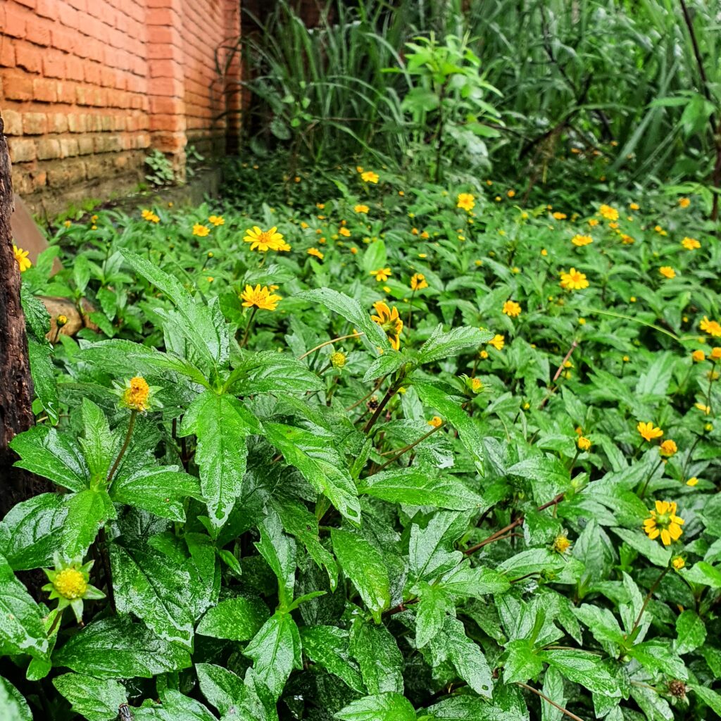 Maciço do malmequer.