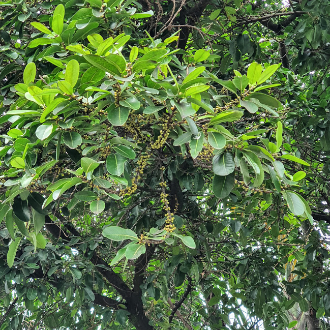 Folhas e frutos do belaque