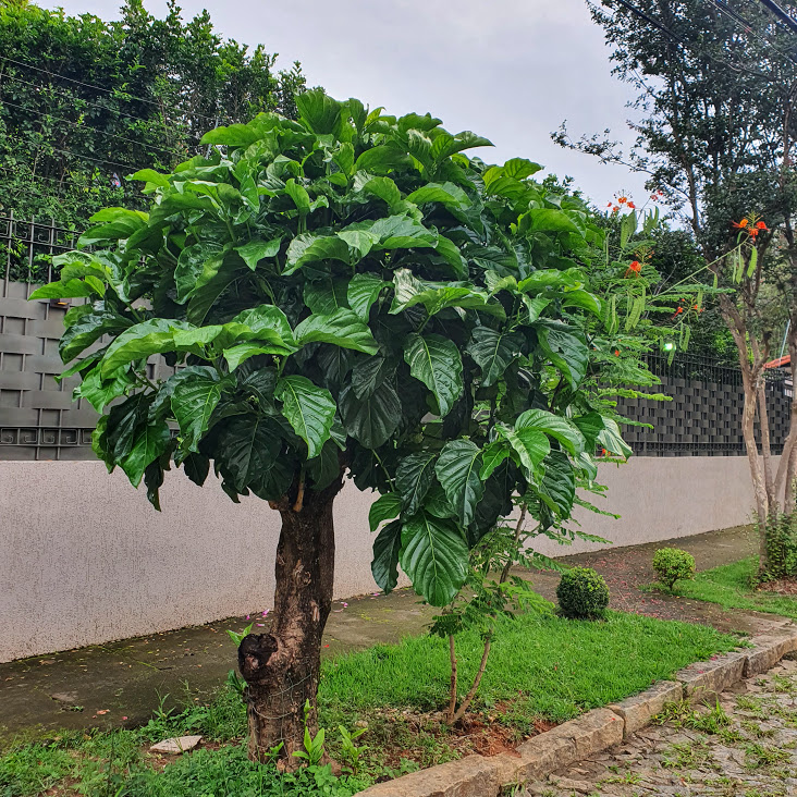 Noni na arborização urbana.