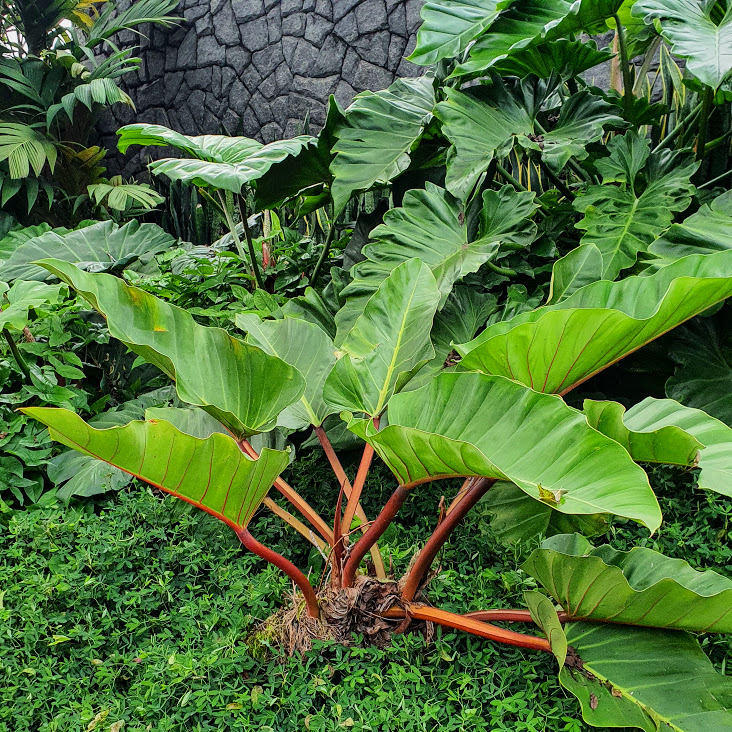 Folhas do filodendro-da-amazônia.