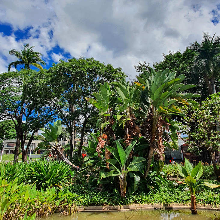 Maciço de aves-do-paraíso-brancas.