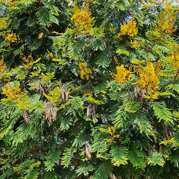 Flores e frutos da canafístula.