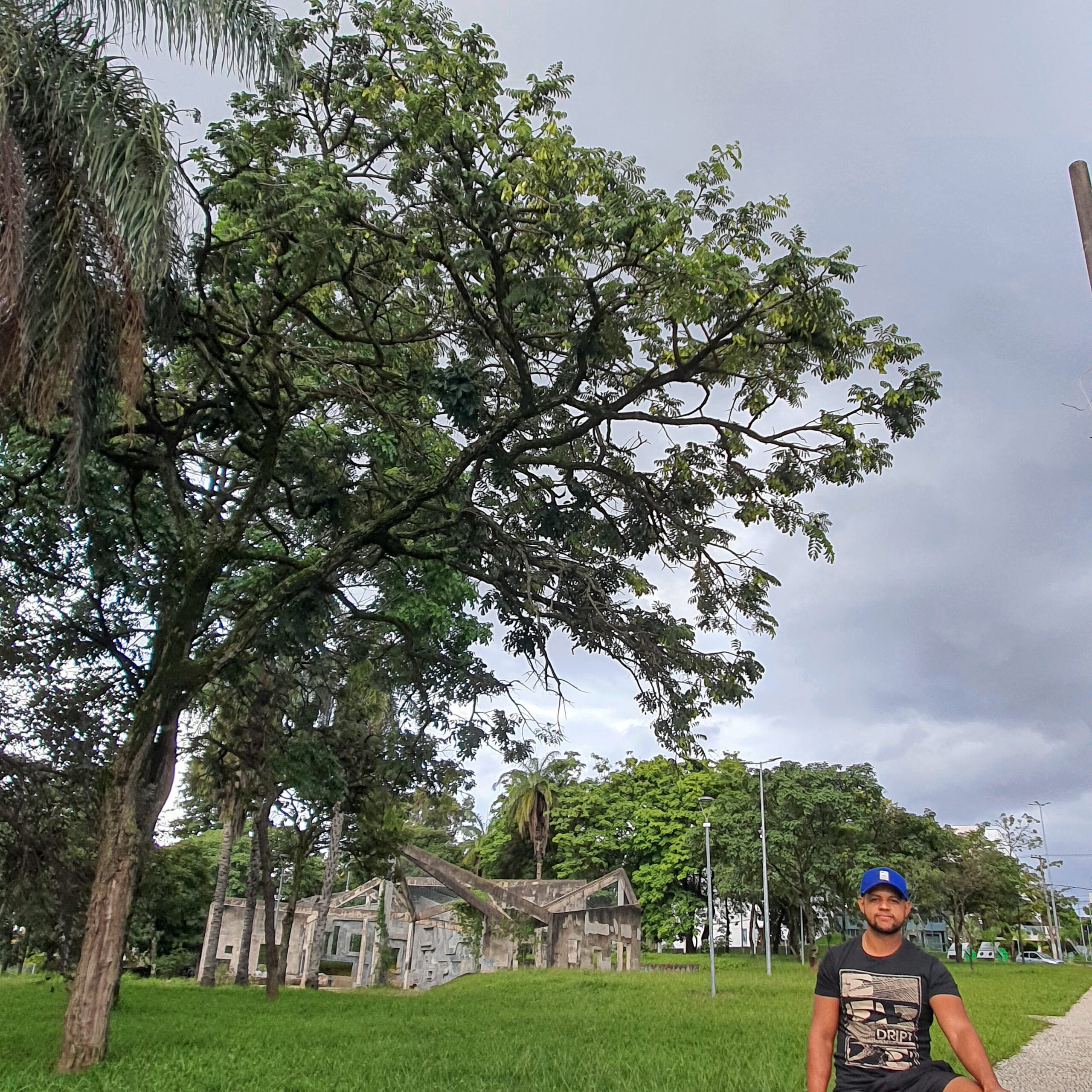 Árvore de jacarandá-cascudo.