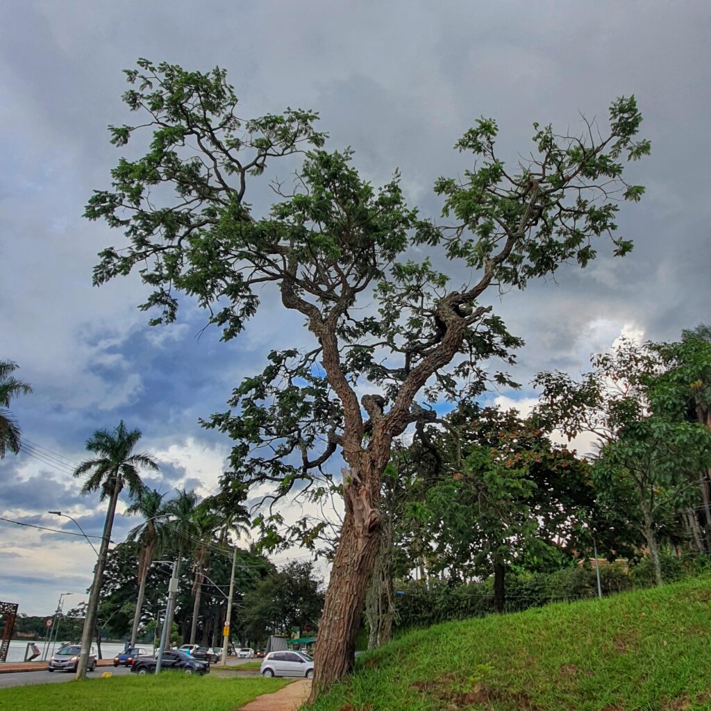 Jacarandá-cascudo de tronco bem tortuoso.