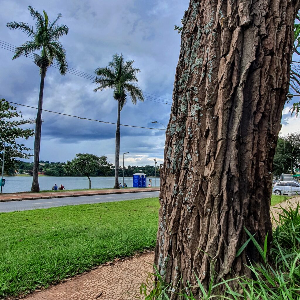 Tronco do jacarandá-cascudo.