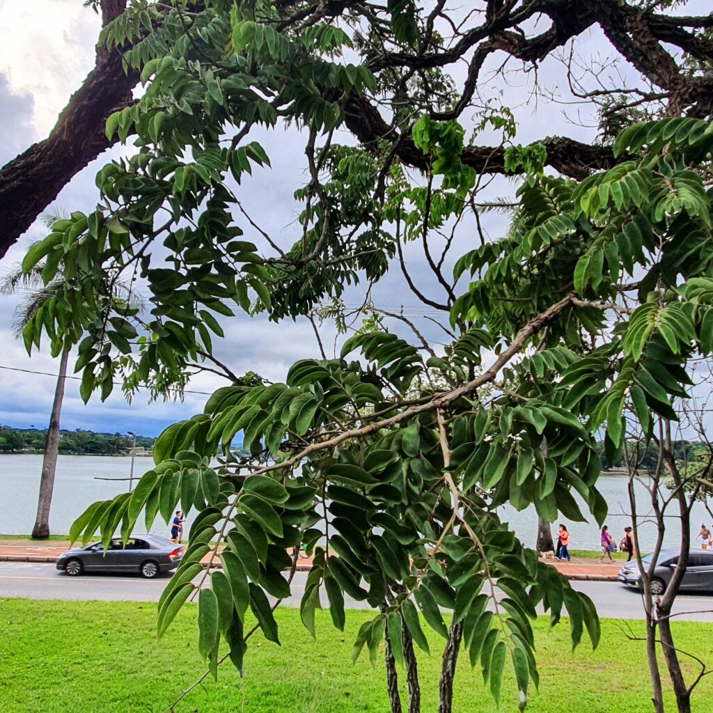 Folhagem do jacarandá-cascudo.