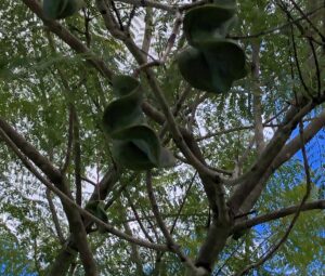 Frutos do jacarandá-boca-de-sapo.