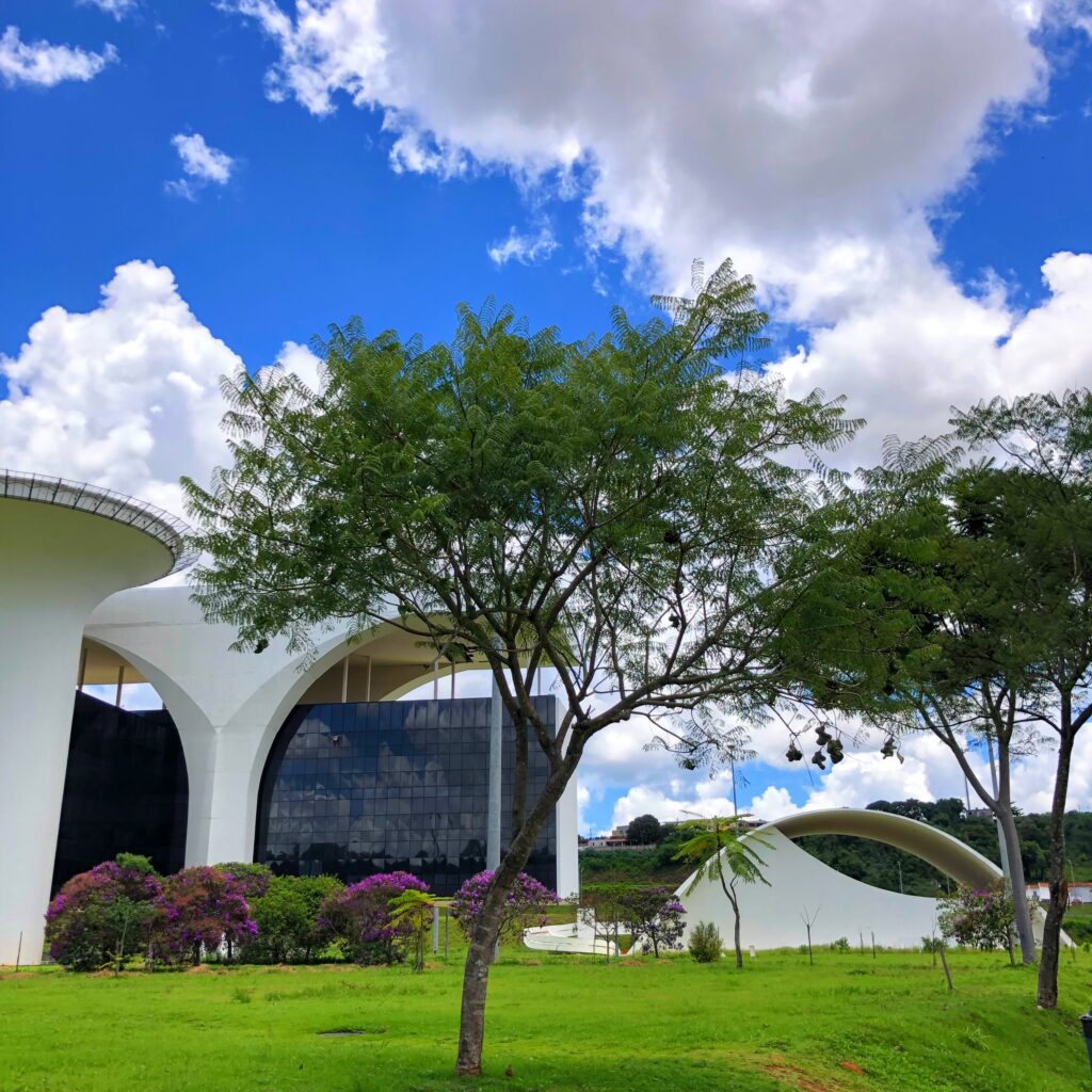 Árvore de jacarandá-boca-de-sapo.