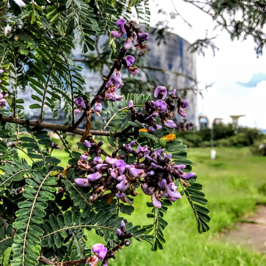 Floração e folhagem do jacarandá-de-espinho.