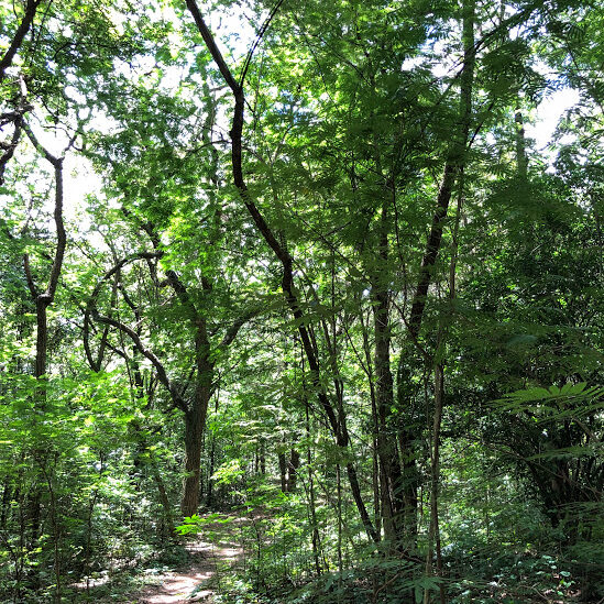 Remanescente de Mata Atlântica do Parque Lagoa do Nado.