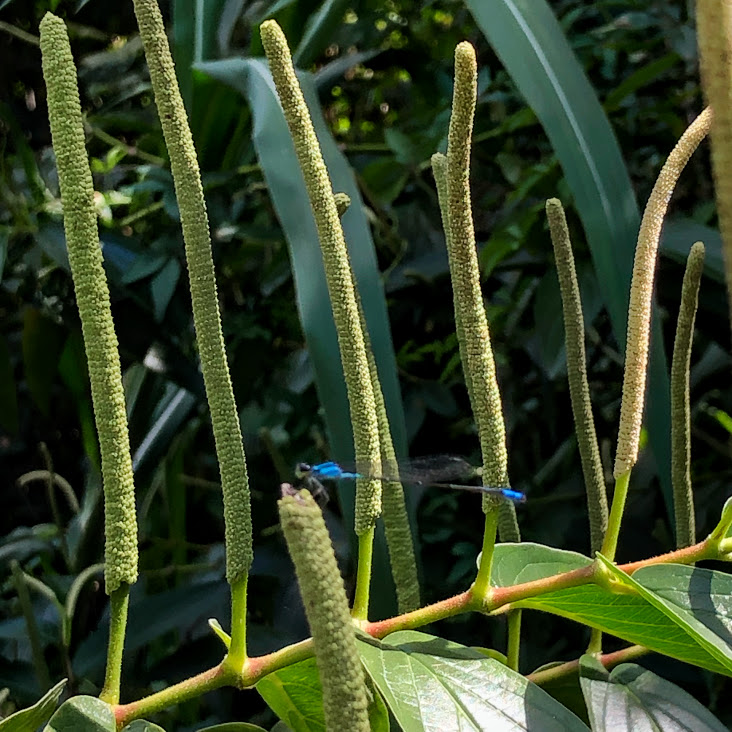 Polinização da inflorescência da pimenta-de-macaco.