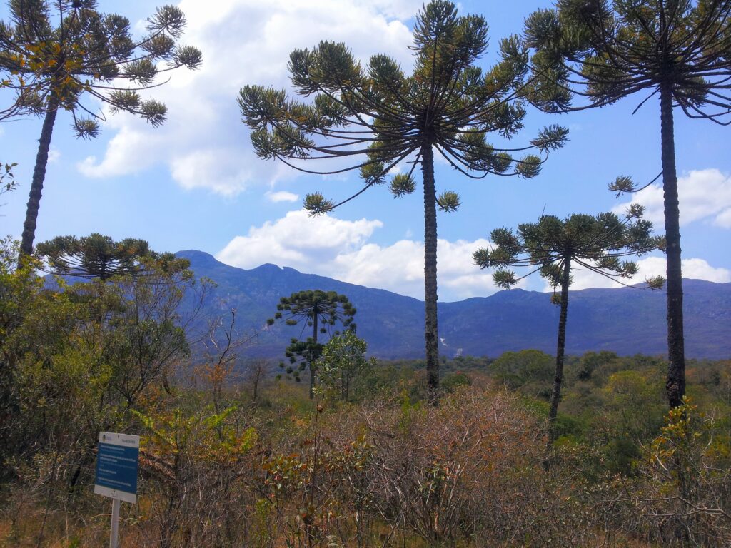 Bosque de araucárias na RPPN Santuário do Caraça.