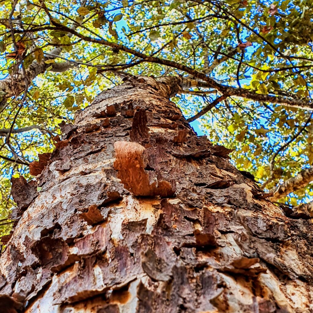 Pau jaú (Triplaris gardneriana)