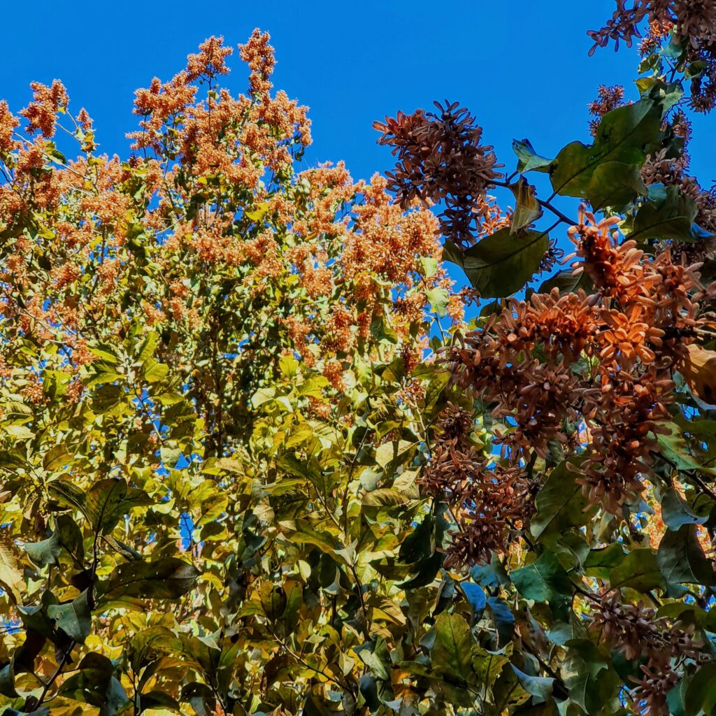 Pau jaú (Triplaris gardneriana)