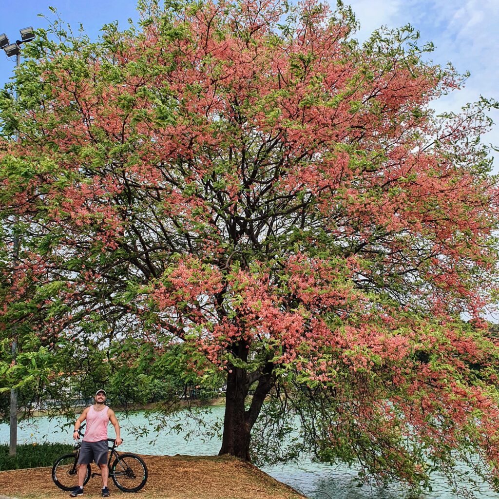 Cassia Grandis Cássia Rosa Biologia Da Paisagem 